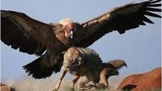 Eagle Attacking Dogs Cats amp Wolves  Must Watch [upl. by Torp356]