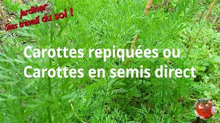 Carottes repiquées ou carottes en semis direct [upl. by Zoes348]