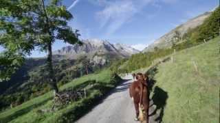 Descente des alpages  Alpage de Petetruy  Massif des Aravis [upl. by Gombosi]