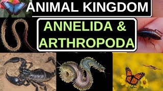 Annelida And Arthropoda [upl. by Okimik966]