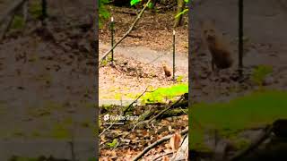 Fox zoomies l SASAPGM468  shorts viral trending fox zoomies [upl. by Seadon615]