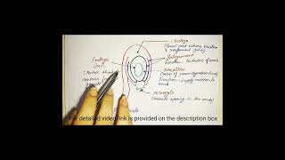 structure of an ovule along with the function of each part function structure [upl. by Sill873]