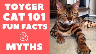 Toyger Cats 101  Fun Facts amp Myths [upl. by Kelton]