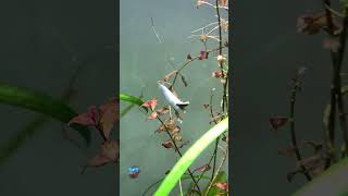 Halfbeak fish trying to eat algae wafer fish [upl. by Dagnah298]