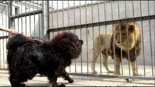 TIBETAN MASTIFF KING OF THE DOGS WORLD [upl. by Nhguaved684]