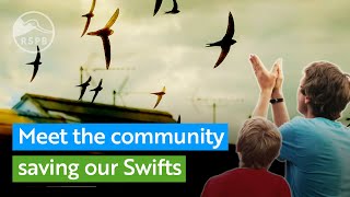 Saving the Swifts  RSPB [upl. by Buhler]