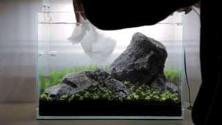 Nano Nature Aquarium [upl. by Amy]