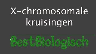 X chromosomale kruisingen [upl. by Dnivra]