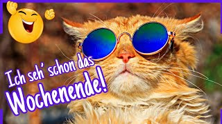 Witzige Wochenendgrüße 🐱 GUTE LAUNE zum Teilen 🌞 [upl. by Macdonell300]