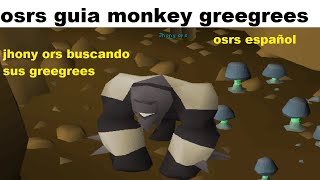 como obtener los monkey greegree osrs español 2022 [upl. by Gnad]