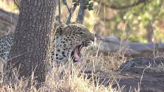 WATCH Leopard hunts a common duiker for a week  africa nature animal leopard hunting safari [upl. by Atinaw916]