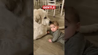 Great Pyrenees Dont Be Fooled by Their Size [upl. by Cherri767]