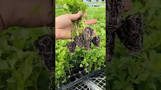 Cultivation of xinhui seedFrench Queen celery seeds in a plug shorts agriculture modernfarmer [upl. by Curren]