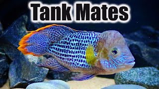 Top 10 Tank Mates for Green Terror Cichlids [upl. by Lawrence]