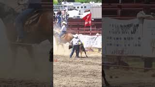 Calf Roping at the Roy Pioneer Rodeo calfroping horse rodeo [upl. by Drew810]