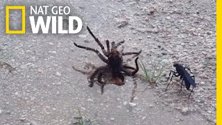 Wasp Vs Tarantula Explained By a NineYearOld  Nat Geo Wild [upl. by Ecirp]