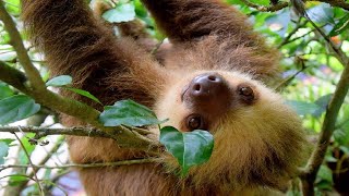 Sloths Climbing Trees [upl. by Roz679]