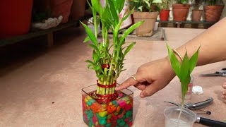 How to Grow Lucky Bamboo by Cutting  Fun Gardening  23 Sep 2017 [upl. by Salohcim]