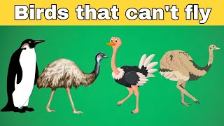 quot16 Fascinating Flightless Birds You Didnt Know Aboutquot [upl. by Jacie]