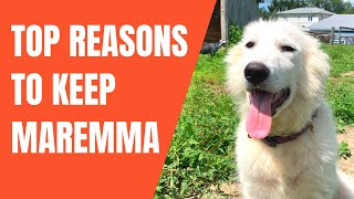 Top 5 Reasons Maremma Sheepdog Wins Over Other LGD  vs Great Pyrenees Kangal Anatolian Comparison [upl. by Anelah]