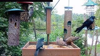 Gray Catbird join the feeder [upl. by Nisior252]