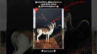 இத கடைசிவரைப்பாருங்க  Tamil Factoids shorts viralvideo tamifacts facts amazingfactsintamil [upl. by Otes]