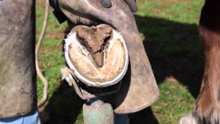 How to trim horse hooves learn barefoot trimming the GoBarefoot way [upl. by Ahsyia]