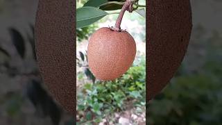 Naseberry youtubeshorts short farming food home viral kitchen diy asmr trending fyp [upl. by Attekahs110]