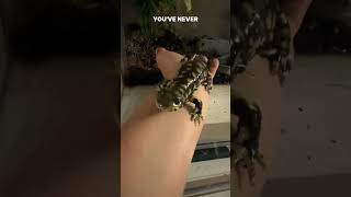 No salamanders were harmed in the making of this video salamander salamanders amphibian [upl. by Wind580]