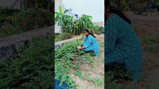 Minivlog28 Harvesting mulberry spinach and lemon A day in my life in farm shorts minivlog diml [upl. by Naveb]