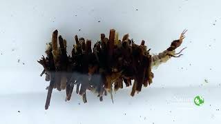 Caddisfly Larvae  Nature Near You [upl. by Htidra]