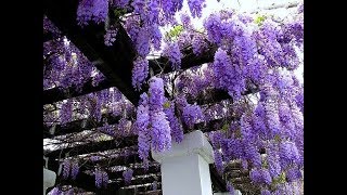 Planting Wisteria how to grow [upl. by Harri]