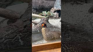 Cabot’s Tragopan  Philadelphia Zoo 32323 [upl. by Norvell]