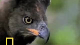 Honey Badger Narrates Water Chevrotains Are Adorable Crowned Eagles are Nasty [upl. by Alliw]