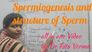 Spermiogenesis and detail structure of Sperm for BScMScUPSC and other higher exam [upl. by Granny29]