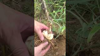 Tillages Benefits op grafting plants flowers Shorts reels shortvideo Tillage harvest [upl. by Uhile80]