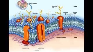 1 Cell biology  General introduction  Cell Organelles  Types Structure and their Functions شرح [upl. by Harol]