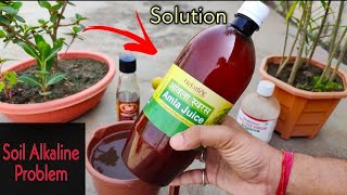 How to Make your Soil Acidic Balance Your Soil PH LevelWith 5 Easy Things [upl. by Carr]