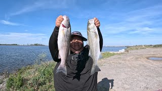 First Trip To The Forebay For 2024Quick Limit Striper Fishing [upl. by Gnav]