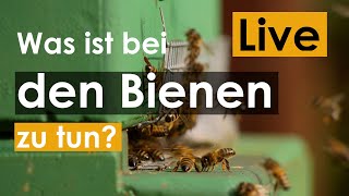 Live Was ist bei den Bienen zu tun [upl. by Sandye]