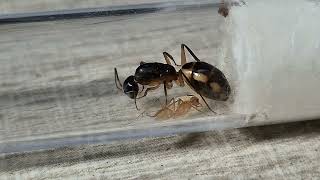 Camponotus maculatus Africa [upl. by Peale]