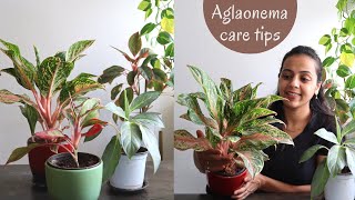 How to care for Aglaonema  Aglaonema Plant Care amp Propagation tips [upl. by Einafets]