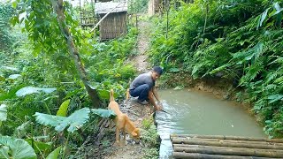 Back to the old house  Harvesting wild potatoes gardening in extreme weather conditions  Ep199 [upl. by Erdnoed363]