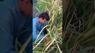 Harvesting Rice چاول کی کٹائی villagelife realriazvlog reallife [upl. by Culbertson]