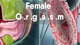 female orgasm  Female anatomy and biology [upl. by Evol524]