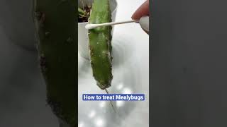 How to Mealybugs in plants including cactus plants shorts [upl. by Nylak]