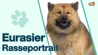 Eurasier im Rasseportrait Alles über diese familienfreundliche Hunderasse [upl. by Yeznil275]