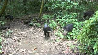 Close call with a pack of peccaries [upl. by Airdnal552]