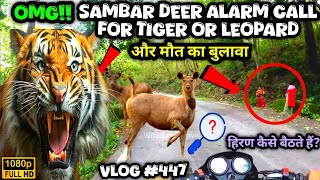 OMG‼️Sambar Deer Alarm Call 🔊🦌 For Tiger Or Leopard और मौत का बुलावा ❌😱  Alert From Wild Animals [upl. by Ahselet]