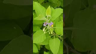 Solanum pubescens Family Solanaceae [upl. by Aaberg]